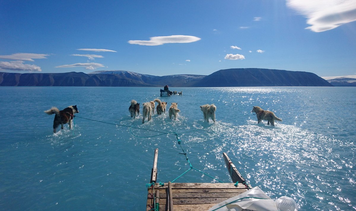 Koerad vedamas kelku merejääl läbi jää sulamisest tekkinud vee. See pilt tehti juunis, kui Gröönimaa sulamine esimest korda muret tekitas