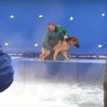VIDEO: Loomasõprade kauaoodatud filmi "Koera elu mõte" šokeerivad telgitagused jõudsid avalikkuse ette