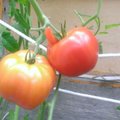 PÄEVAPILT: Huvitava kujuga tomatid