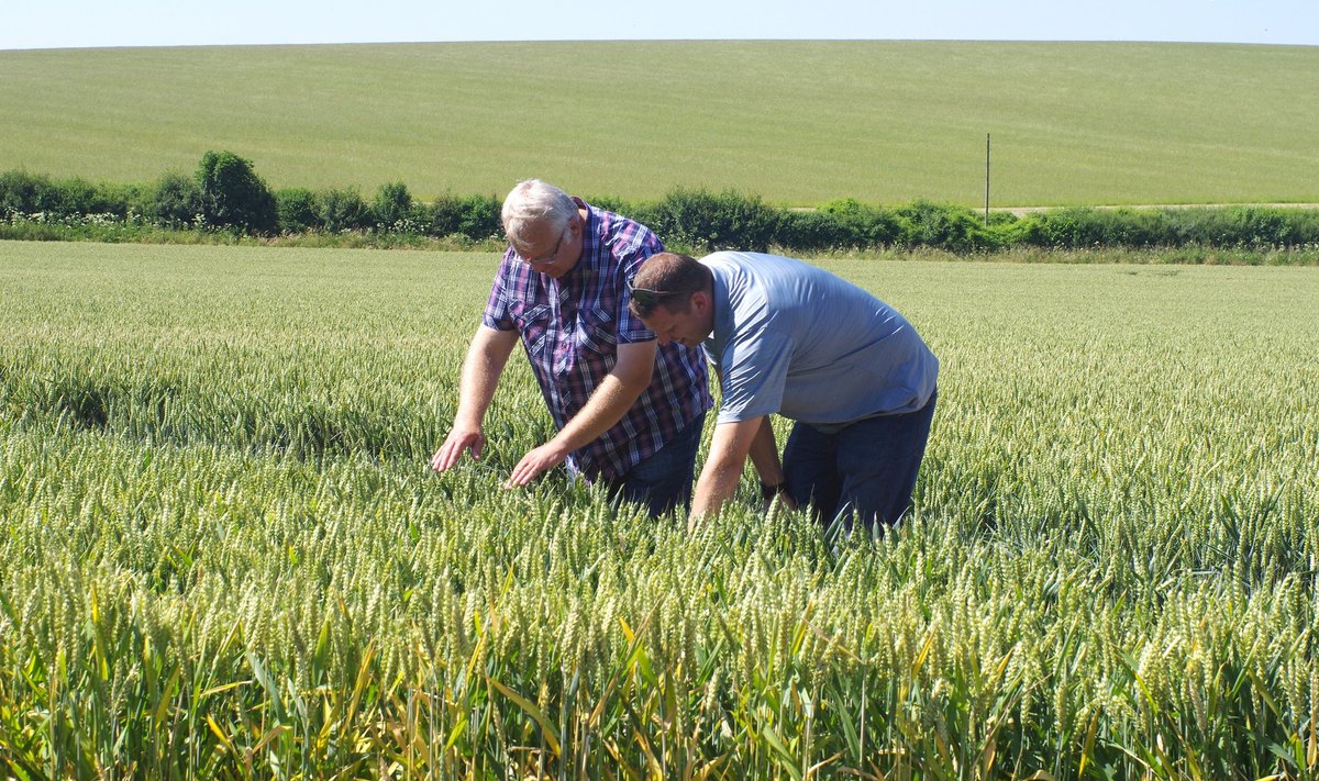 Kaido Kirst ja Kaupo Suik uurivad Inglismaa nisupõldu.