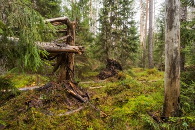 Ära kirjeldatakse ka looduskaitsealused maad, nagu näiteks see Kikepera looduskaitsealal kasvav mets