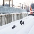 Tallinn-Tartu rong sõitis otsa põdrale, kogu idasuuna rongiliiklus on häiritud