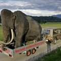 Teadlased äratavad mammuti juba 4 aasta pärast ellu