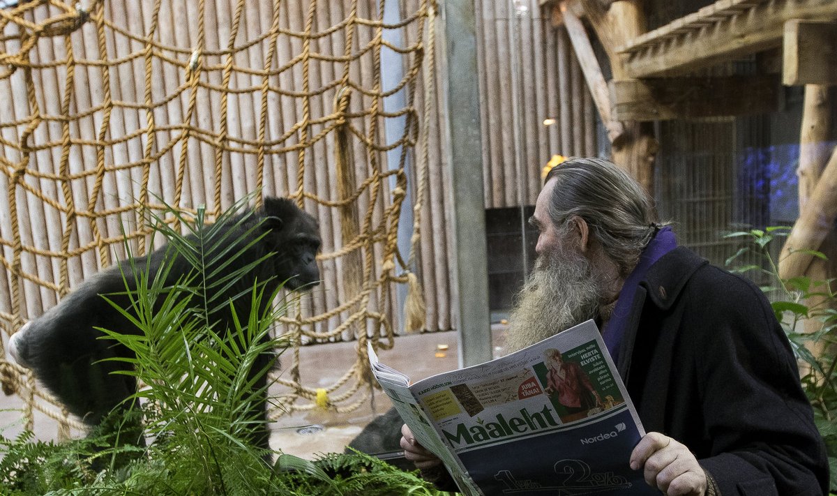 Tallinna Loomaaias elab kolm šimpansit, sellel fotol vahetab üks neist mõtteid tähetark Igor Mangiga. 