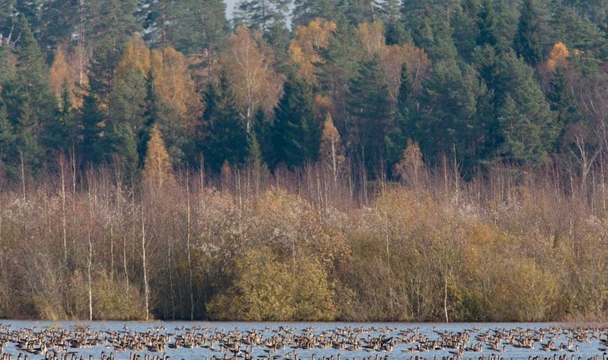 Võrtsjärve maastik hanedega (Foto: Arne Ader)