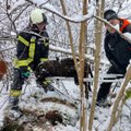 Jääle jooksnud arvukast metsseakarjast jäi ellu vaid emis, mutta vajunud lammas pääses uppumisest