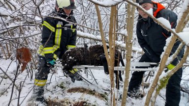 Jääle jooksnud arvukast metsseakarjast jäi ellu vaid emis, mutta vajunud lammas pääses uppumisest