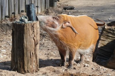 Кистеухая (или речная) свинья