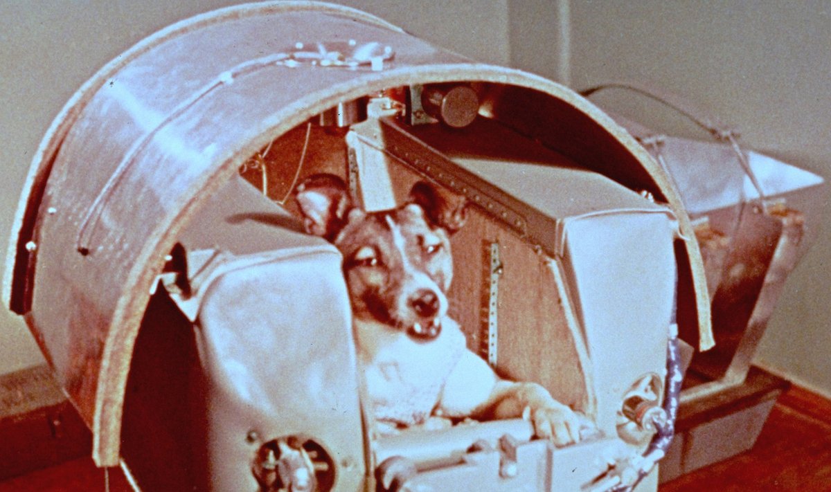 Laika 1957. aastal enne starti kosmosesse