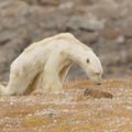 KURB VIDEO | Jääkarud vaaguvad kliimamuutuse tõttu vaikselt hinge