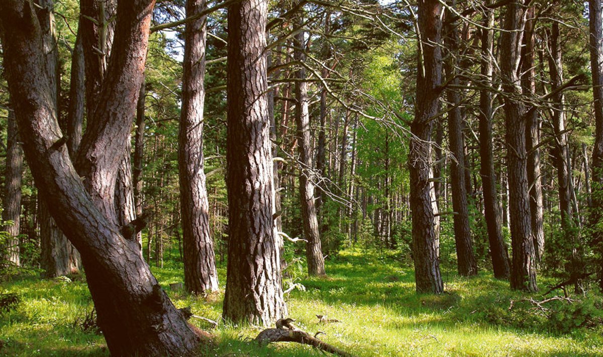 Pigem metsapark kui mets: Selline hõre ja valgusküllane mets tundub eestlastele kõige kodusem.