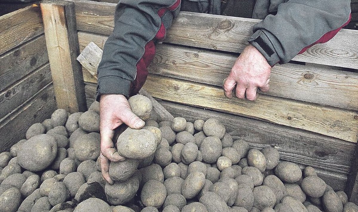 Vene turg tänavu Eesti kartulit ei taha.