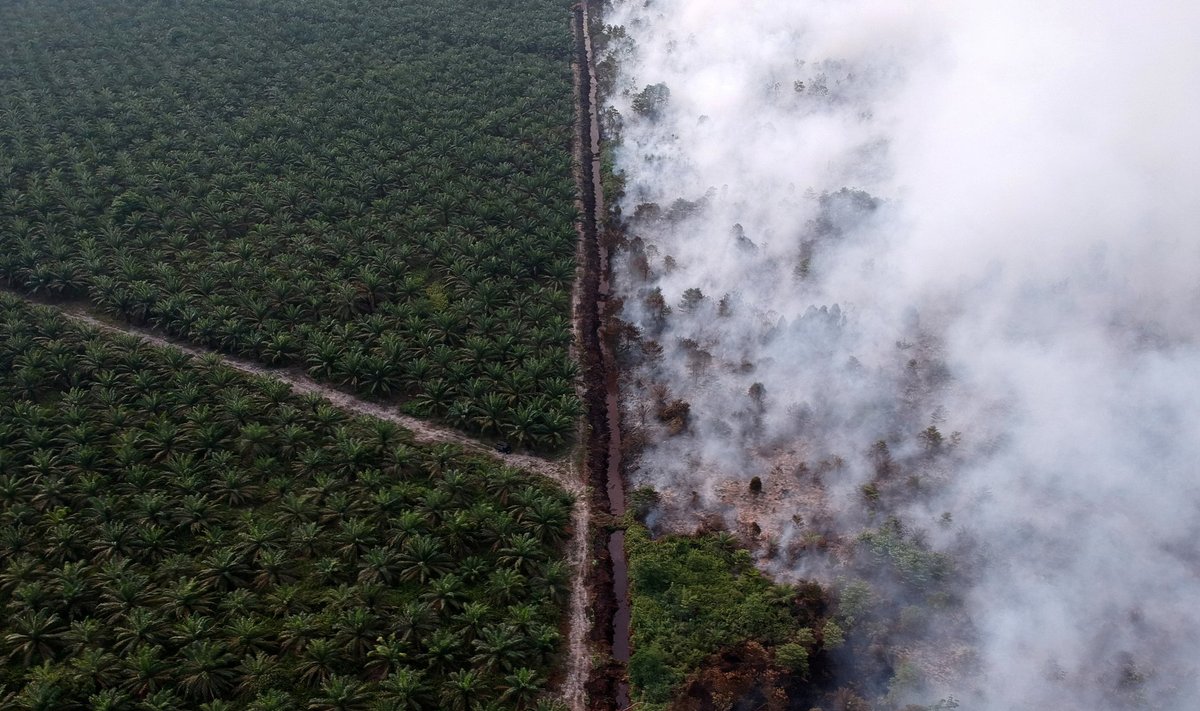 Enne palmiistanduste rajamist põletatakse tihti maad, mis soodustab kliimamuutust paisates õhku süsihappegaasi ja hävitab kohalikku elustikku.