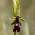 Tänavune aasta orhidee on kärbesõis