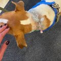 ФОТО | Агрессивное поведение собаки обошлось хозяйке в 500 евро