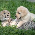 Paaritumiseks liiga häbelikud gepardid saavad loomaaedades tugikoera
