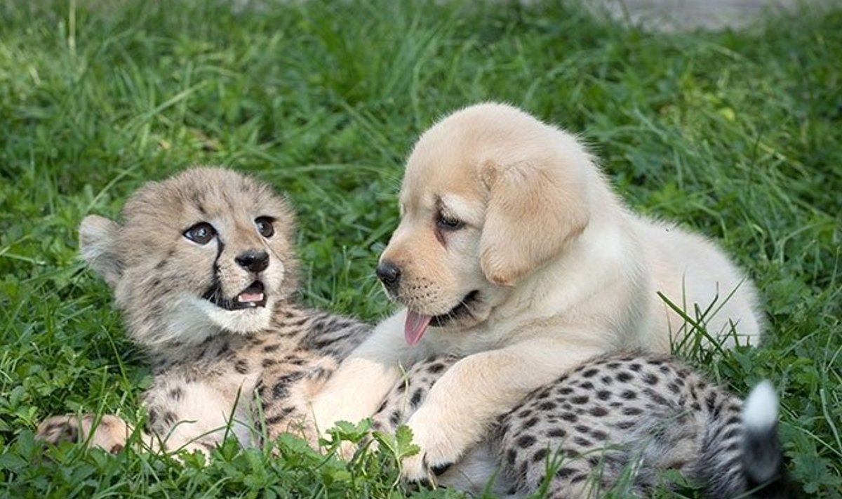 Gepardid on väga häbelikud. Seepärast vajavad nad kutsasid.