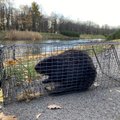 Kohtla-Järve rahvapargis nurjatust teinud omavoliline aednik viidi karjääri elama