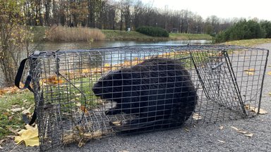 Kohtla-Järve rahvapargis nurjatust teinud omavoliline aednik viidi karjääri elama