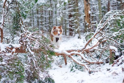 Zoey. Langenud puud jms muudab jalutuskäigu huvitavaks ja õpetab koerale, kuidas takistusi ületada.