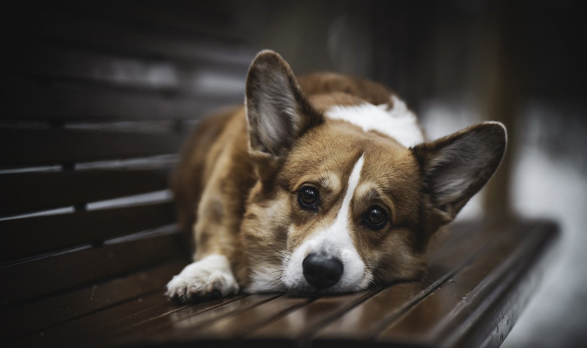 Corgi
