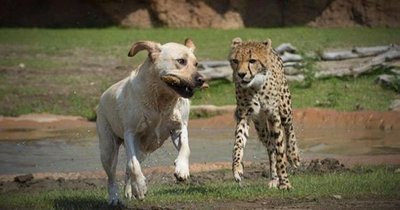 Gepard ja koer on ideaalne näide loomade sõprusest, kus üks liik aitab teist.