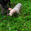 Supilinnas päästeti kaevu kukkunud koer