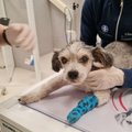 VIDEO |"Teda loobiti nagu jahukotti!" Mustamäel asotsiaalide poolt poolsurnuks pekstud koer õpib uuesti jalutama ja lubati kodusele ravile