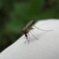 Что случилось бы, если бы все комары в одночасье исчезли?