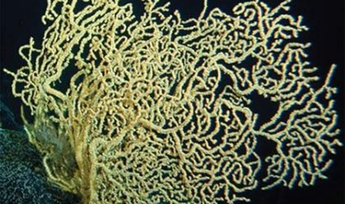 Mitu tuhat aastat vana elus korall. Foto: NOAA's Hawaii Undersea Research Laboratory (HURL)