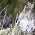 Kurioosne vahejuhtum: kobras varastas Eesti loodusfotograafilt kaamera ja asus ise pilte klõpsima
