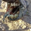 В Аргентине нашли змееподобное существо с “человеческими” зубами