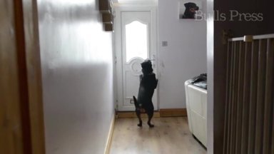 Uskumatu lugu: teadvuseta mehe elu päästis koer, kes oskab kavalalt uksi avada