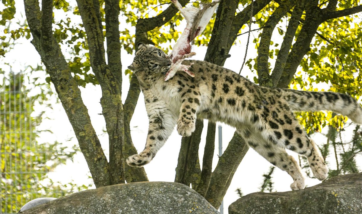 Lumeleopardipäev Tallinna loomaaias