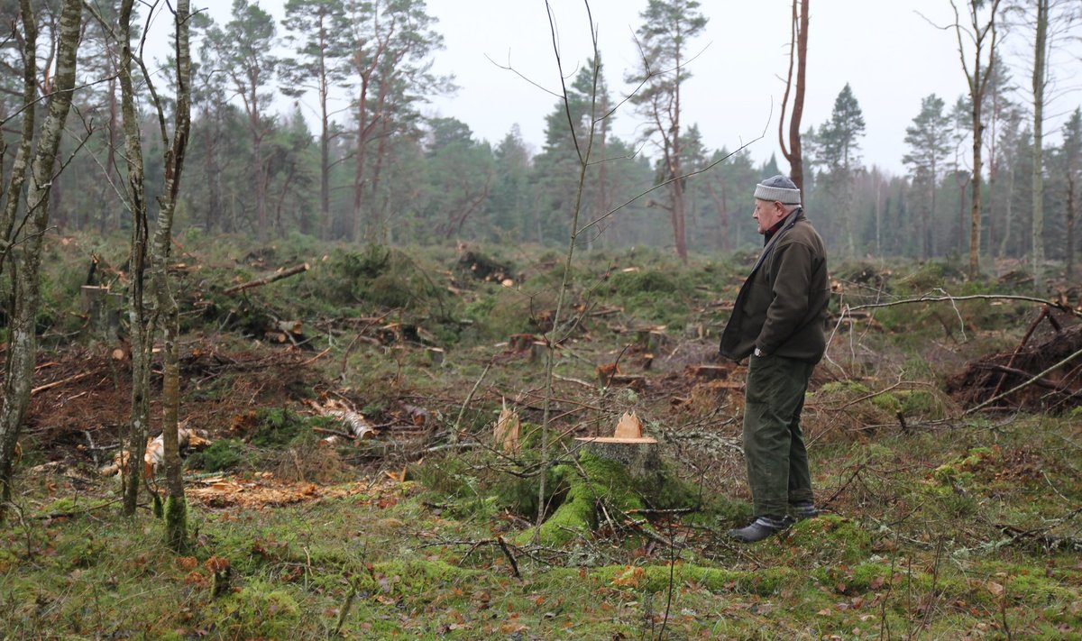 Röövitud metsa omaniku, 94aastase Rootsis elava Amanda Masti õepoeg Ain Voogla tõdeb sündmuspaigal, et see ei pidanud olema ainus lank, raieks olid tähistatud veel sama omaniku 7–8 hektarit kaugemal asuvat metsa.