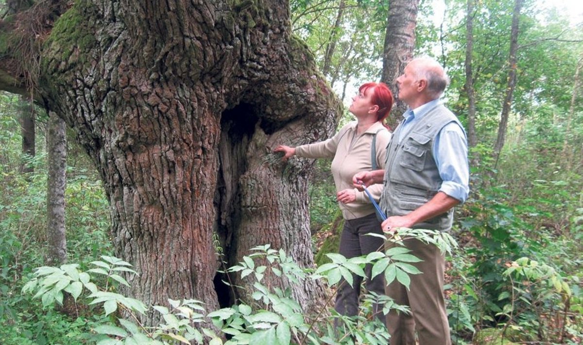 Vana tamm Laiapeade metsas Valgamaal Põdrala vallas. Kõik, kes metsas külas käivad, lähevad ka võimsat puud vaatama. Foto: Heino laiapea