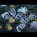 VIDEO | Meresügavustest leiti maailma suurim kaheksajalgade munemiskoht