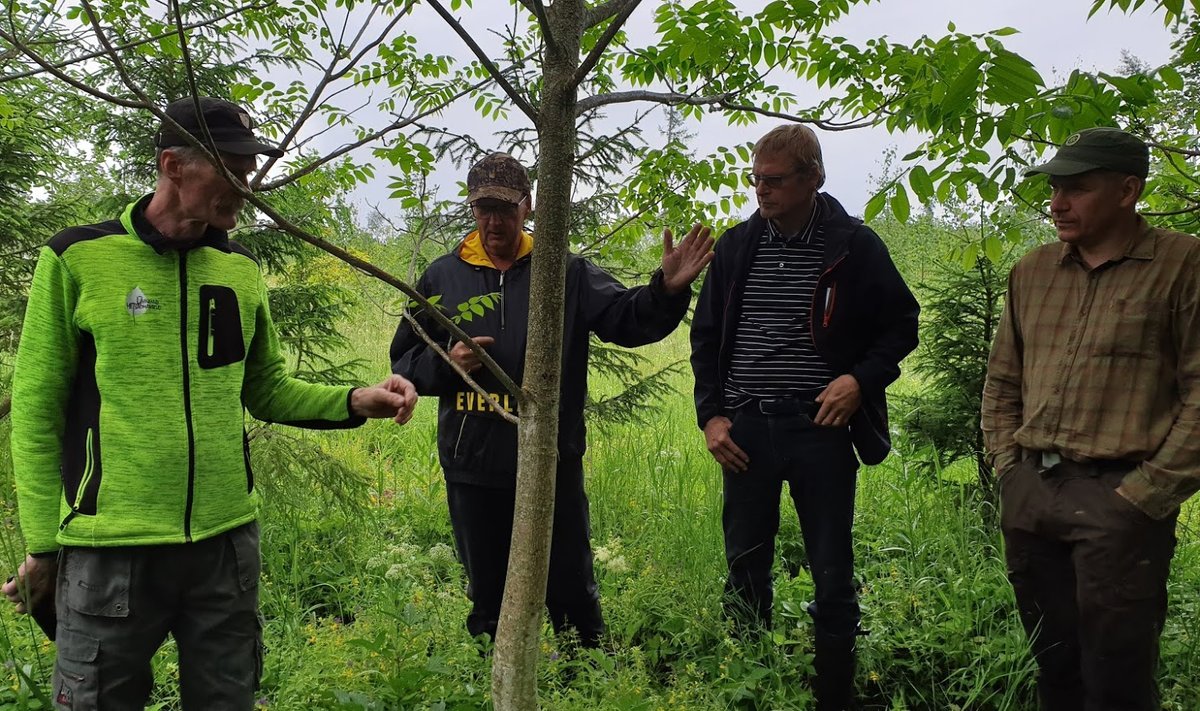 Urmas Orusalu (keskel) on oma aia piiril oleva metsa serva istutanud ka mõned pähklipuud. Tema tegemistega tutvuvad Tiit Kosenkranius (vasakul) ja Lauri Salumäe (paremal)