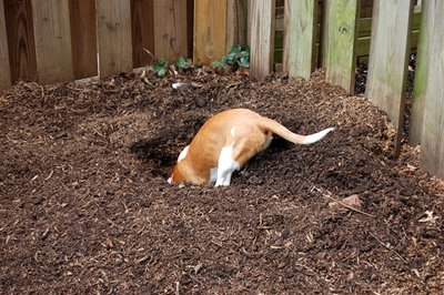 Eraldage koerale aias oma nurk kaevamistöödeks