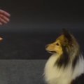 Natukene mustkunsti: vaata, kuidas koerad hõljuvale viinerile reageerivad