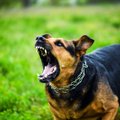 Haruldane juhtum: Floridas leiti üle 100 koerahammustusega mehe surnukeha