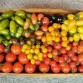 Põhjalik ülevaade, missugune tomatisort koduses kasvuhoones või aiamaal kasvatamiseks valida