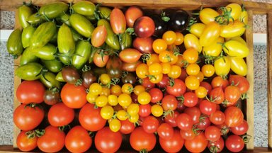 Põhjalik ülevaade, missugune tomatisort koduses kasvuhoones või aiamaal kasvatamiseks valida