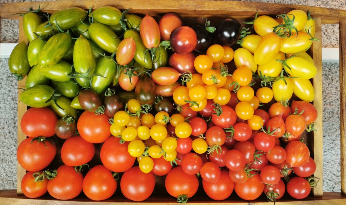 Tomatisortide valik võtab silme eest kirjuks, aga mida neist tasub kasvatada?