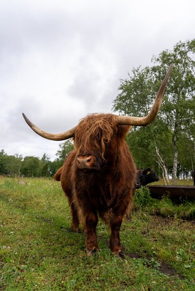 Superstaar Kossa, sõbralik koduloom