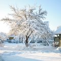 Kõik on mattunud taas lume alla! Mida peab nüüd aias kärmelt tegema?