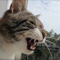 Naljakas VIDEO | Nõmmel elav kass Bruno ajas varahommikul varesega juttu