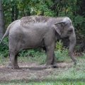 Loomakaitsjad nõuavad Ameerika kohtus elevandi tunnistamist "juriidiliseks isikuks"