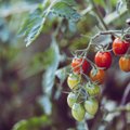 NÕUANDEID | Tomatitaimi saab edukalt kasvatada ka potis