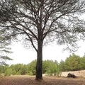 Сосна Марие Ундер: в Харьюмаа растет вековое дерево, которое помнит эстонскую поэтессу